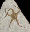 Ordovician Brittle Star (Ophiura) - Morocco #140799-1